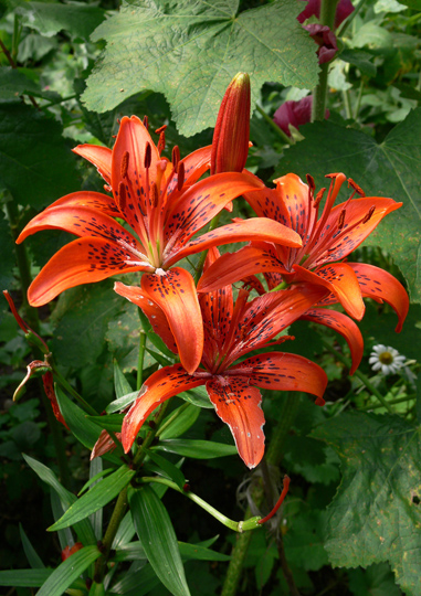  Krasnie lilii