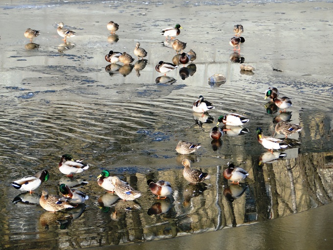    2011
