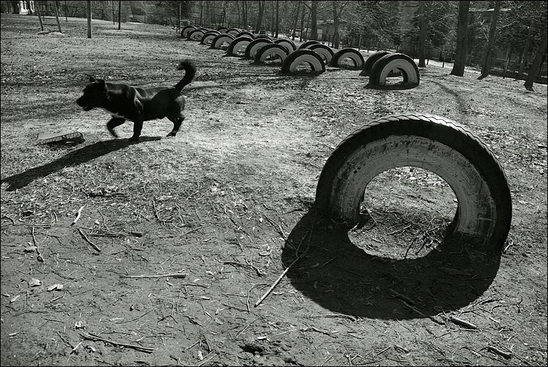  Black Dog 