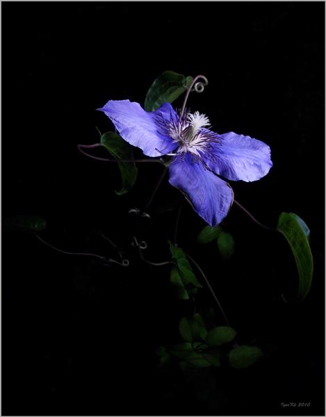  Clematis by night
