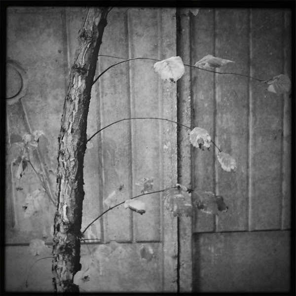  Lomo #22