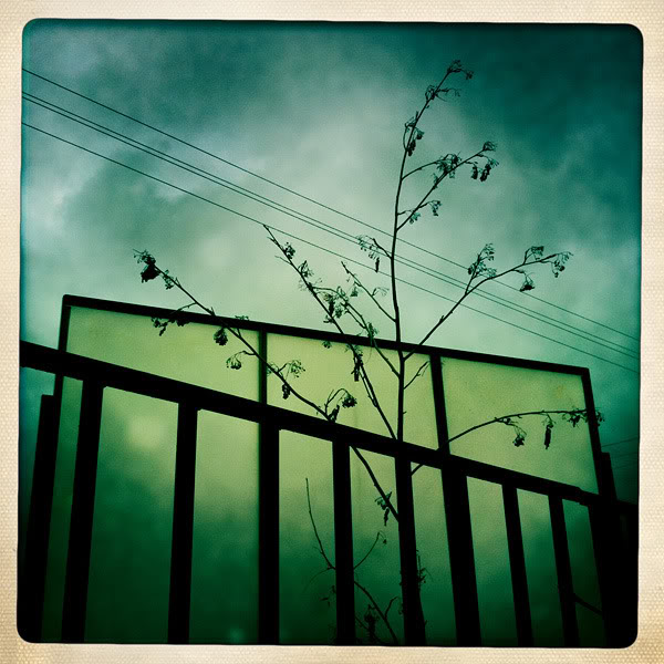  Lomo #31