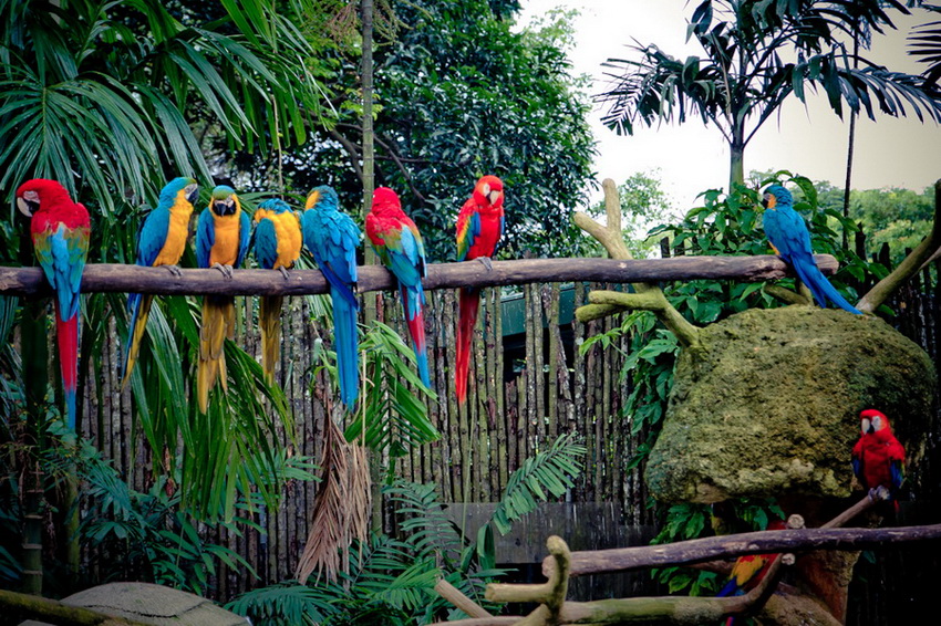 *wonder parrots land*