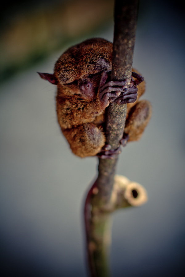  *tarsier 2*
