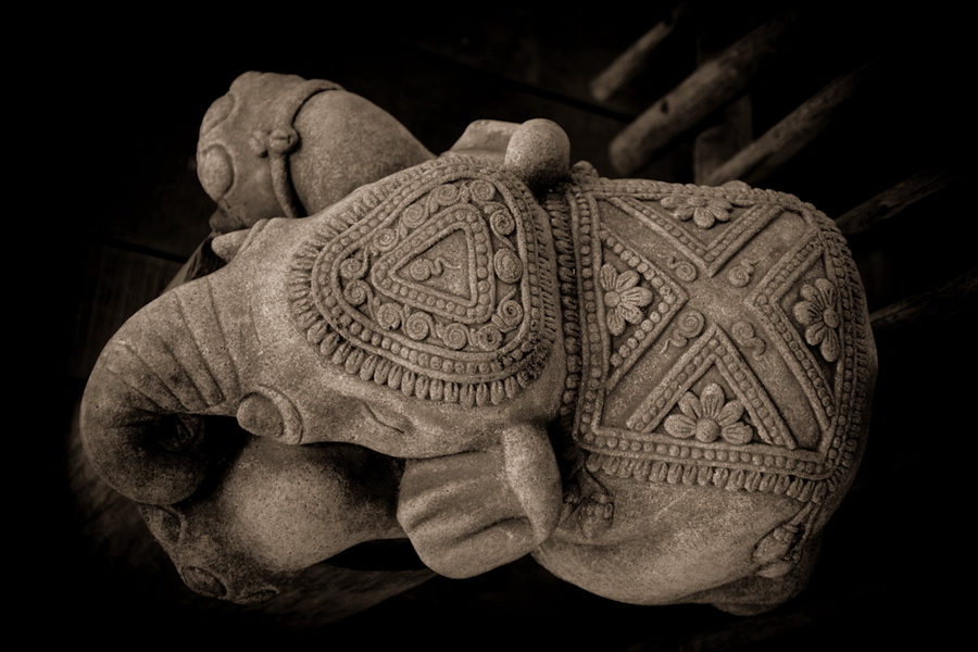  *elephantophoto*