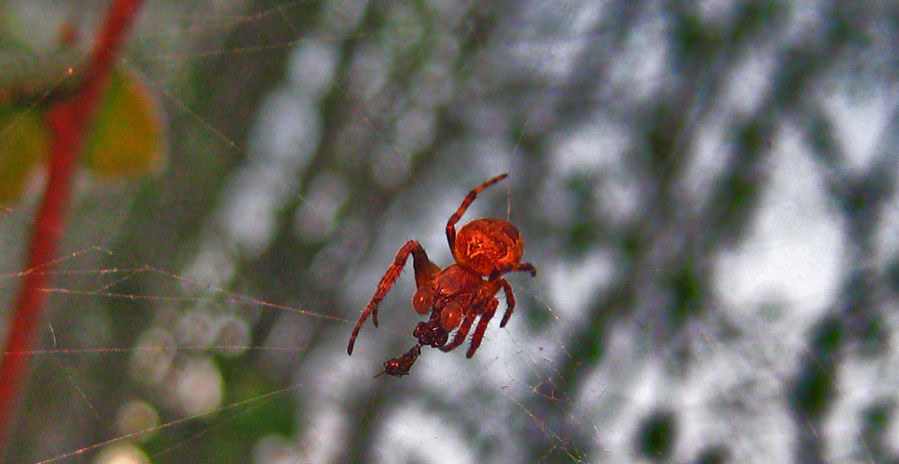  trapezapauka