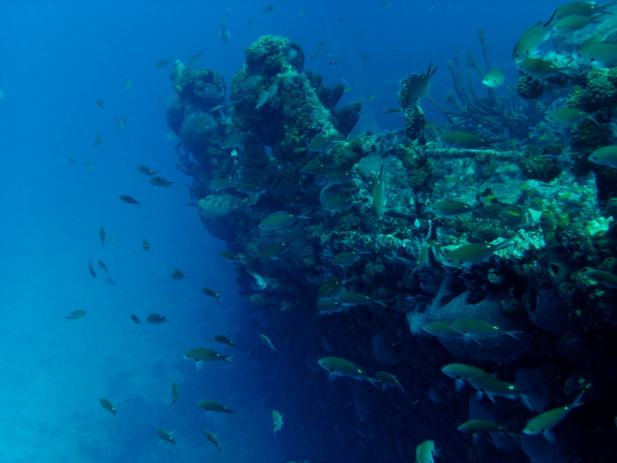  Aruba Bali Barge Reef #1
