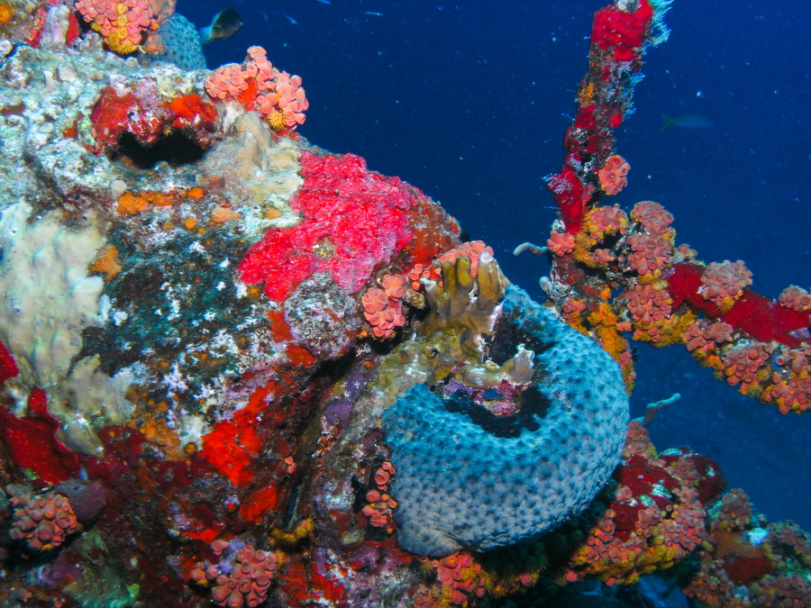  Aruba Bali Barge Reef #2