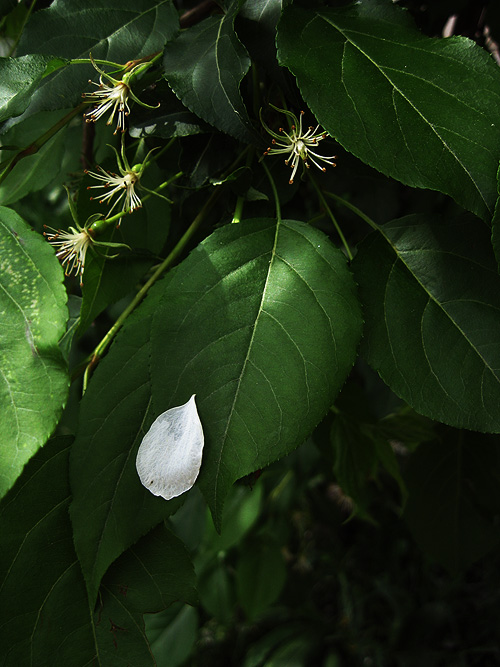  5 cm  