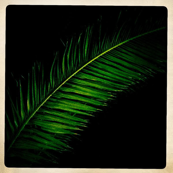  Lomo #59