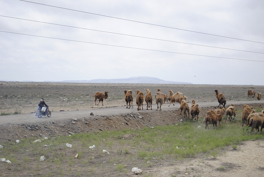  karavan