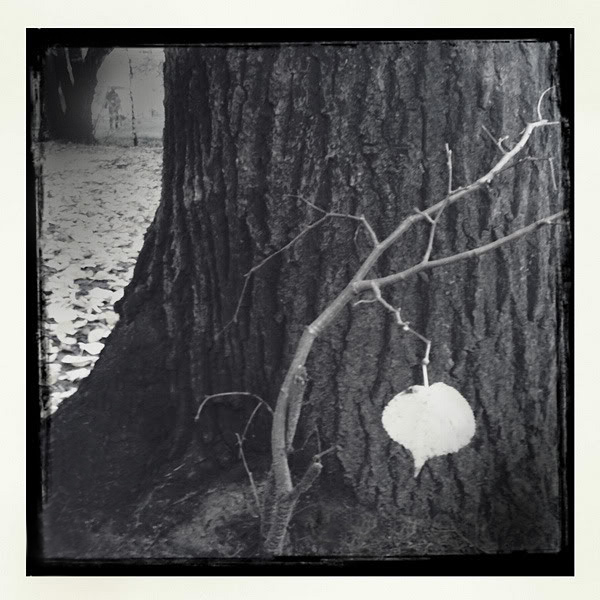  Lomo #60