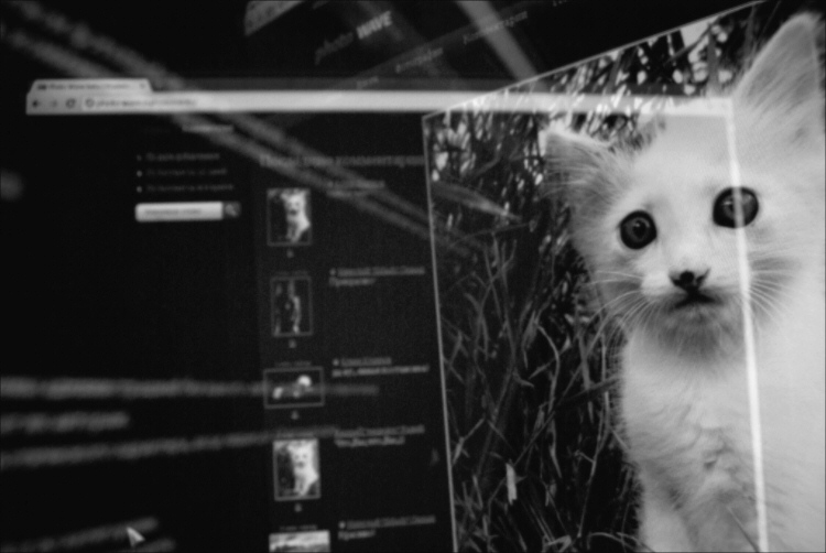  LiveCatPhoto Award 2011