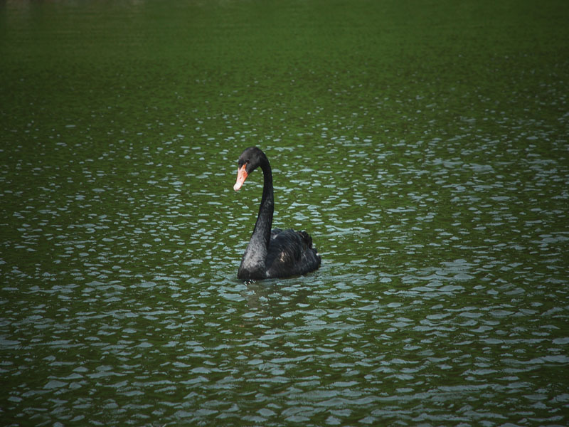  The black swan