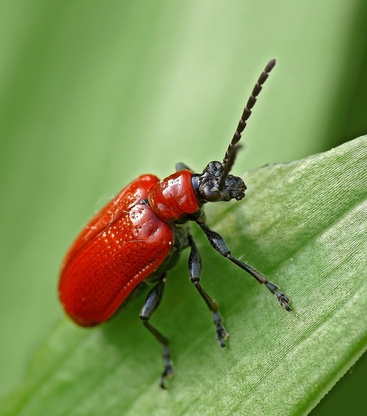    Lilioceris lilii 
