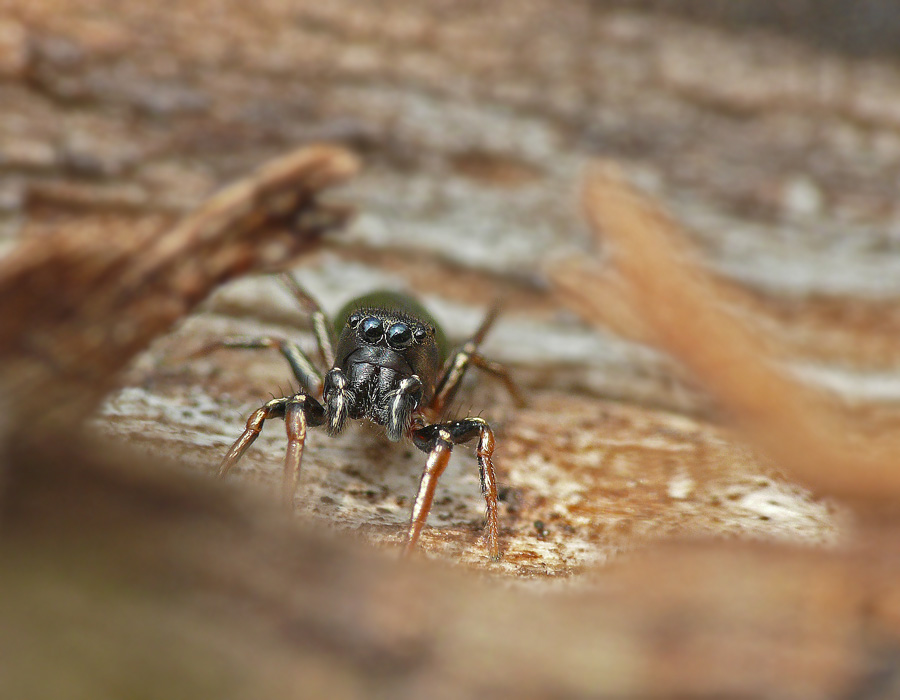  - Heliophanus auratus