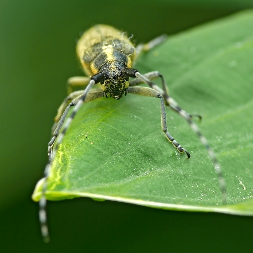 - Agapanthia villosovirides