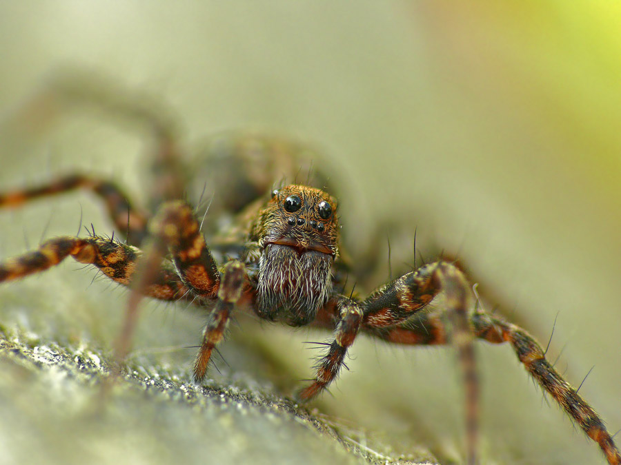  - Acantholycosa lignaria