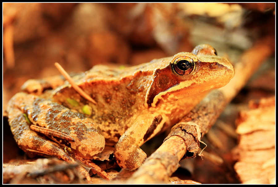  Rana temporaria