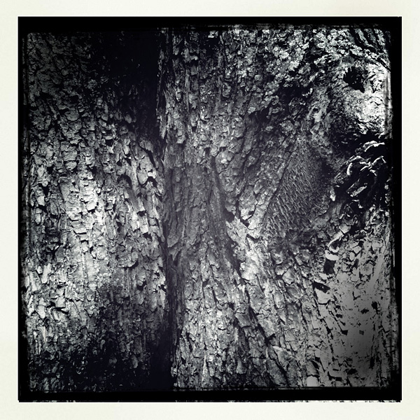 Lomo #100