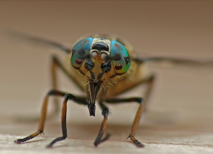   Chrysops relictus