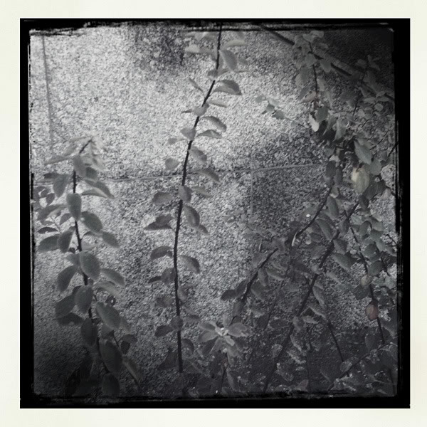  Lomo #109