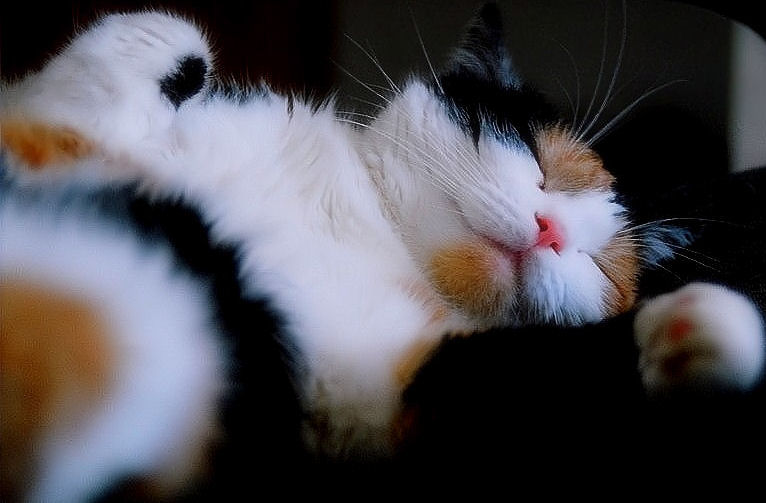  My cat