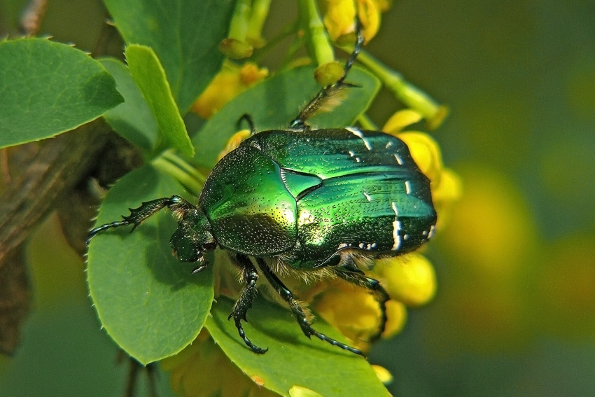  Cetonia aurata  
