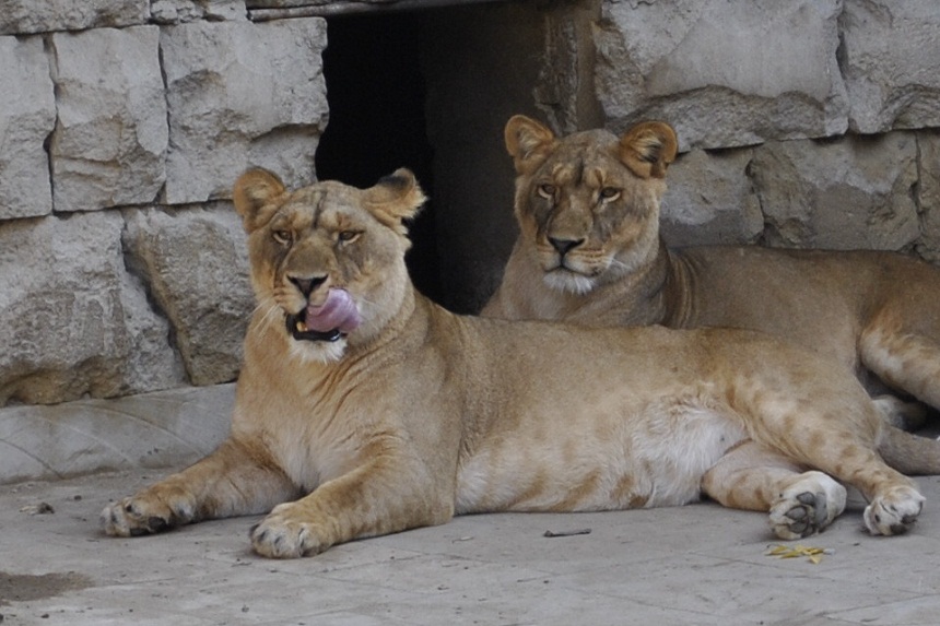  lion