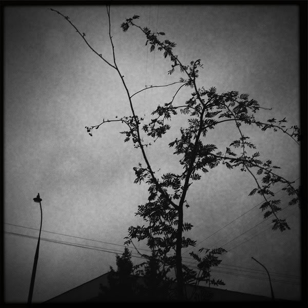  Lomo #129