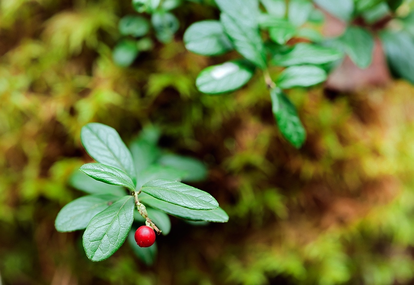  Vaccinium vitisidaea L. 