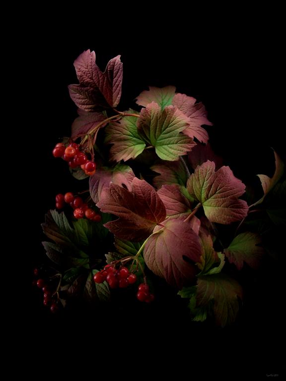  Autumn colors (cranberry)