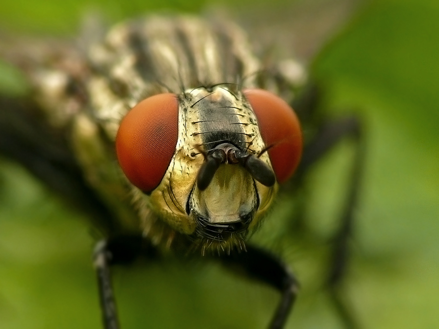     Sarcophaga carnaria