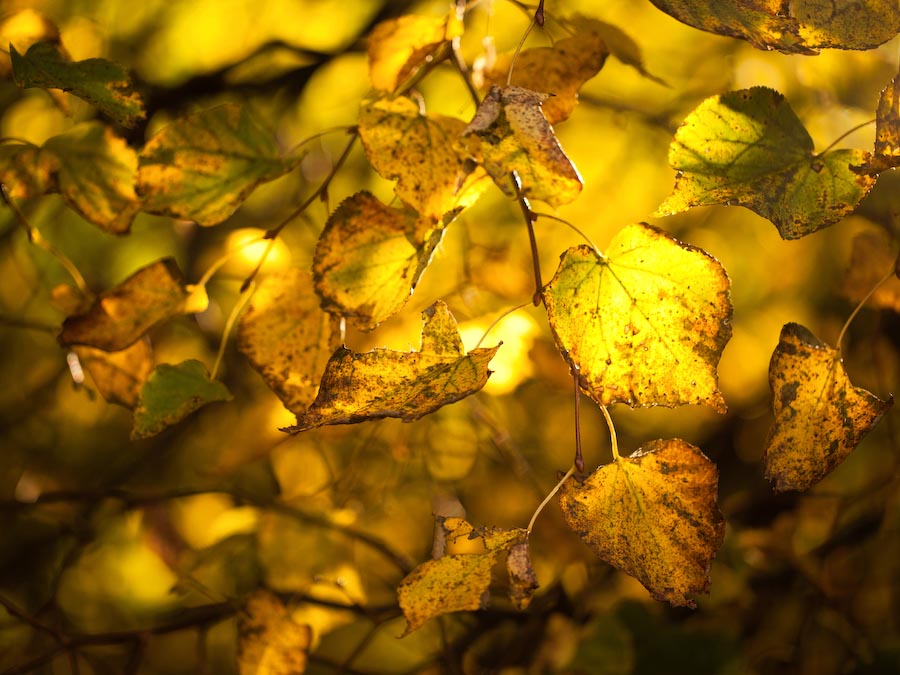  Autumn 2011