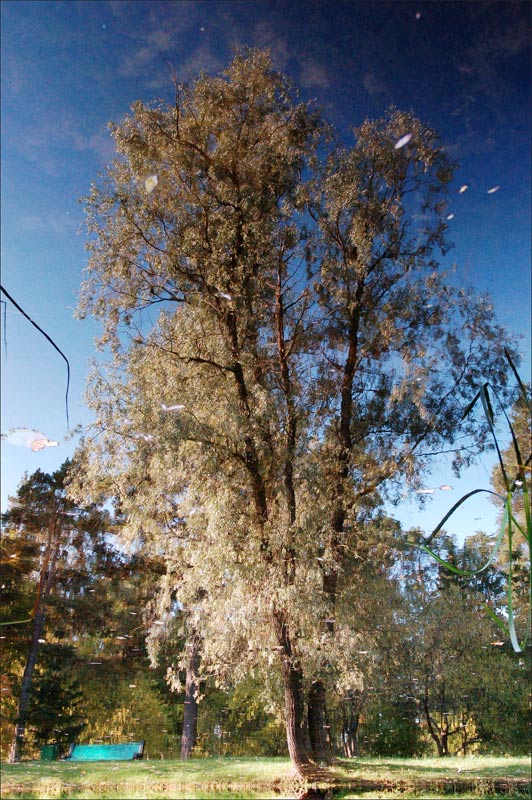  Den.