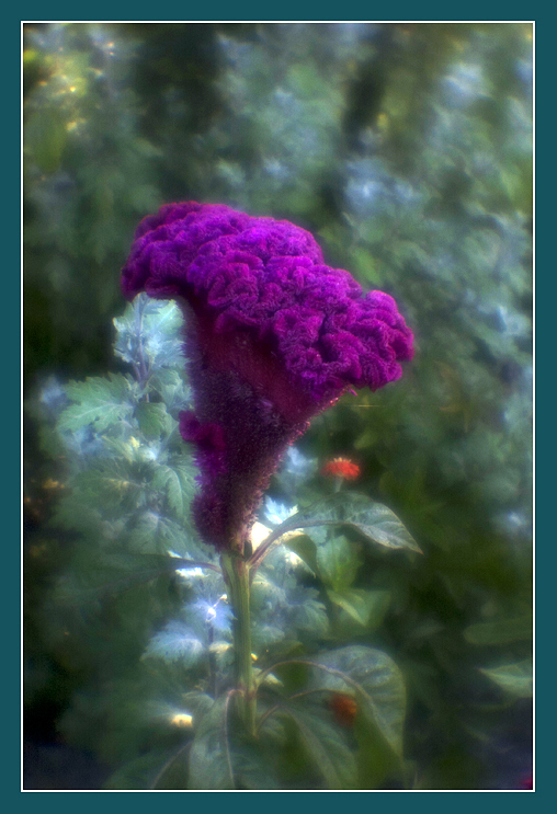  Celosia
