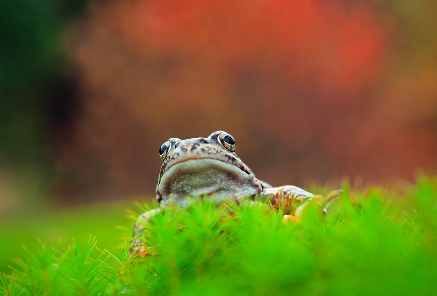  Rana temporaria
