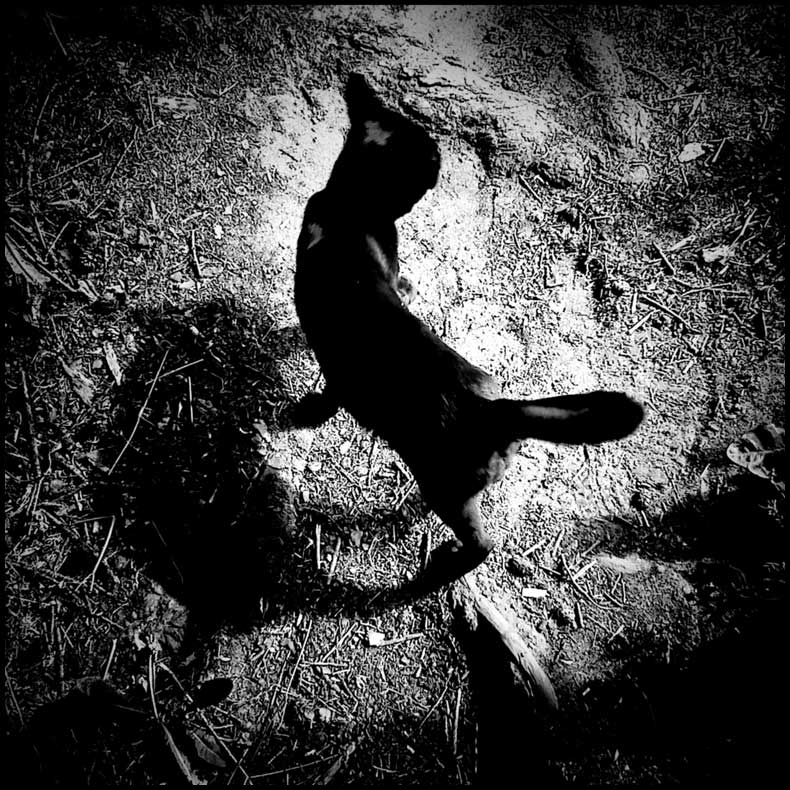  dead cat is alive and well