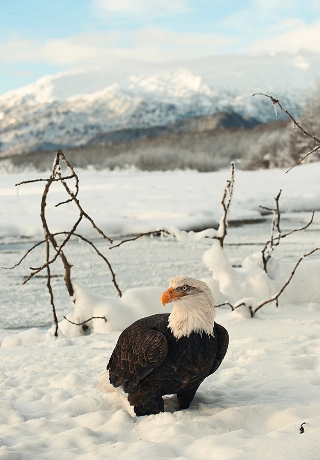 Haliaeetus leucocephalus