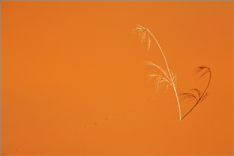  Sahara life...