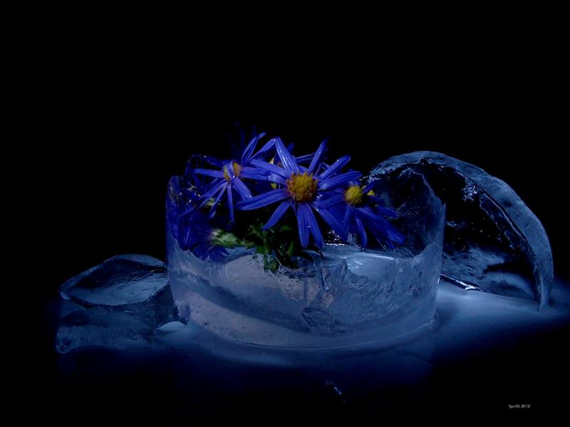  Flower and Ice 2
