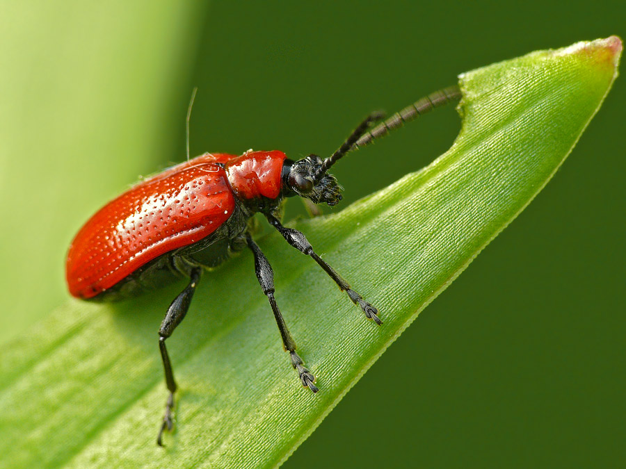   Lilioceris lilii 