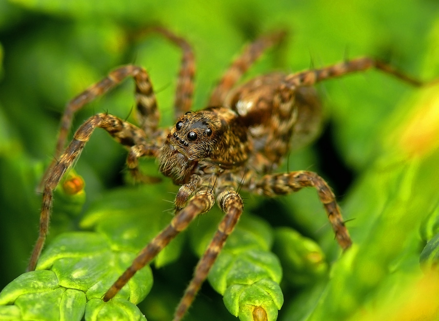  - Acantholycosa lignaria