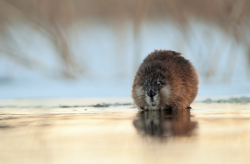  Ondatra zibethicus