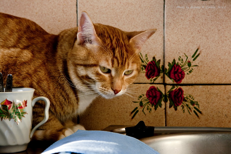  He Cat
