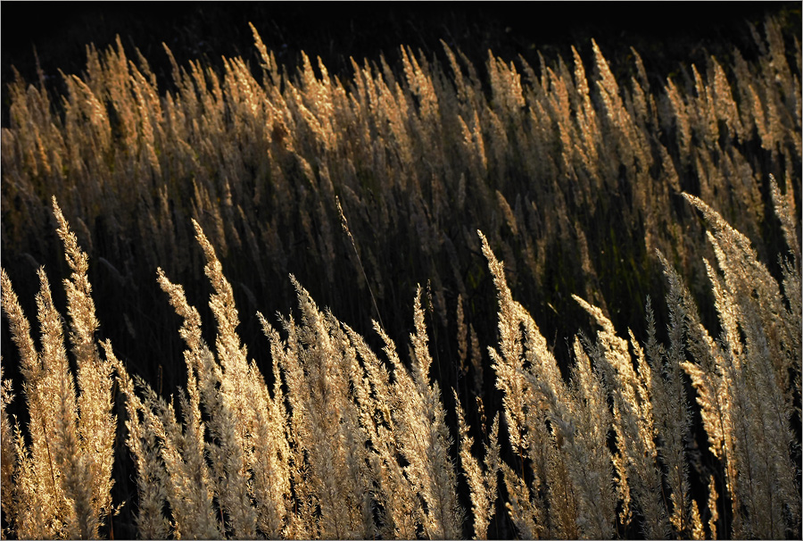  Grass