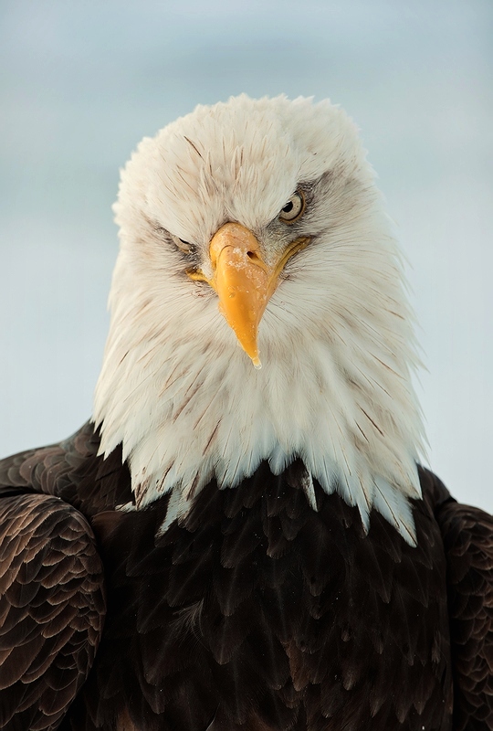  Haliaeetus leucocephalus washingtoniensis