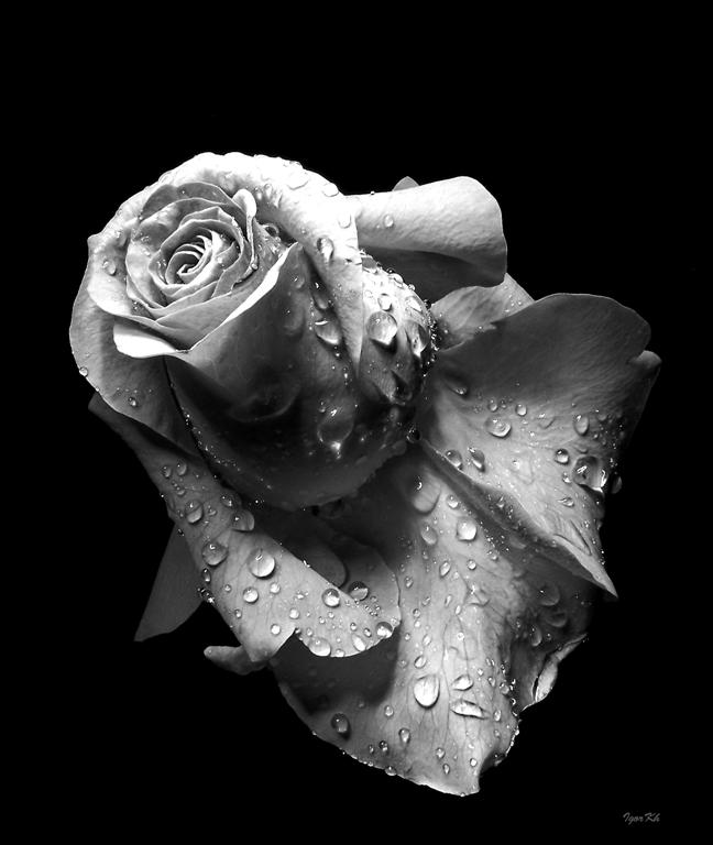  For Whitney.