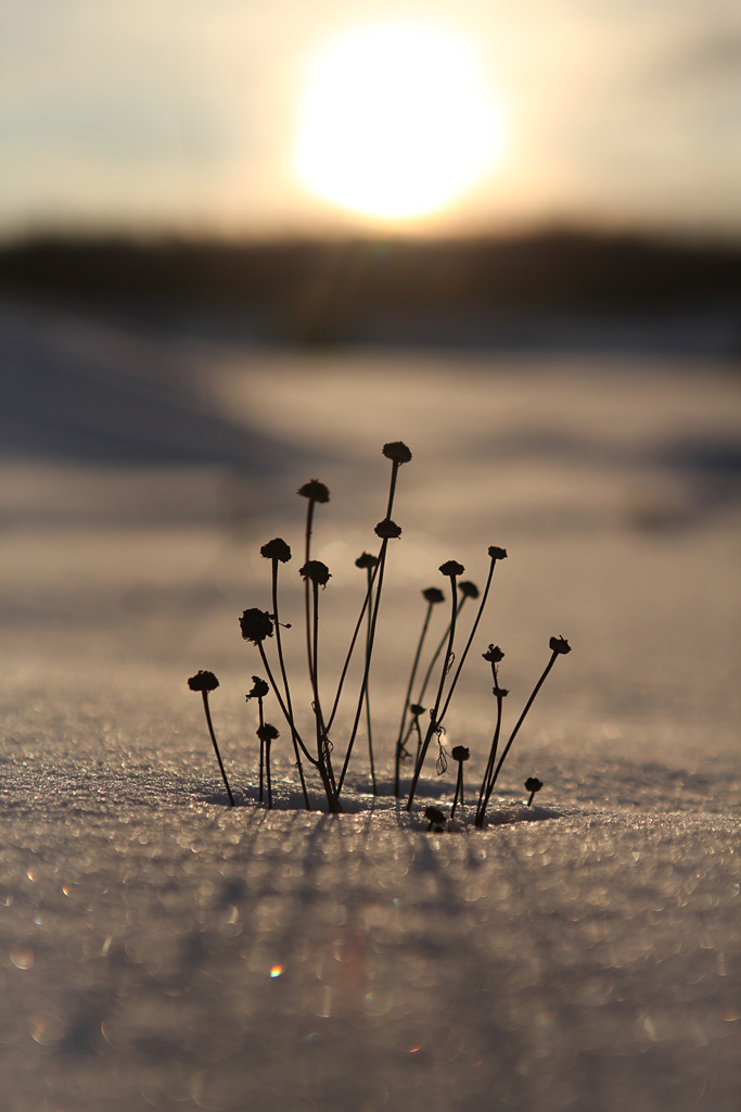  Snow Flowers