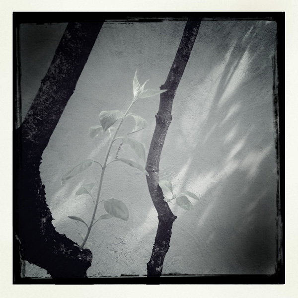  Lomo #224